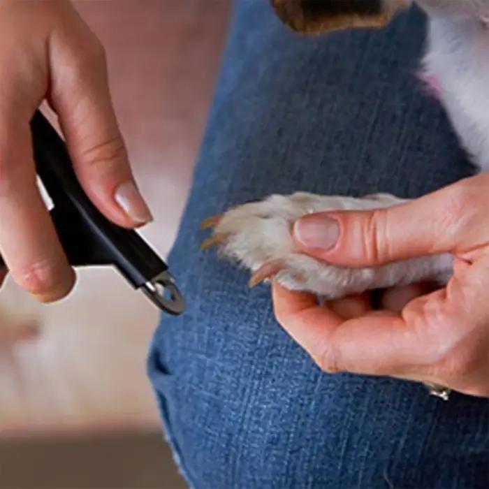 Coupe-griffes en acier inoxydable pour animaux de compagnie