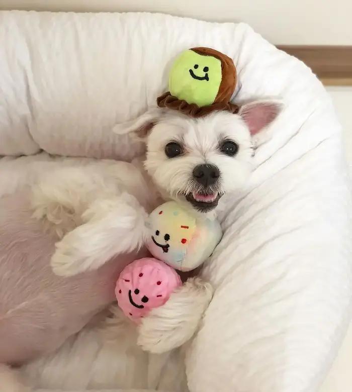 Nouveau jouet en peluche pour chien seau à crème glacée jouet grinçant balle interactive pour animaux de compagnie occaions spéciales chiens petits et moyens chiots