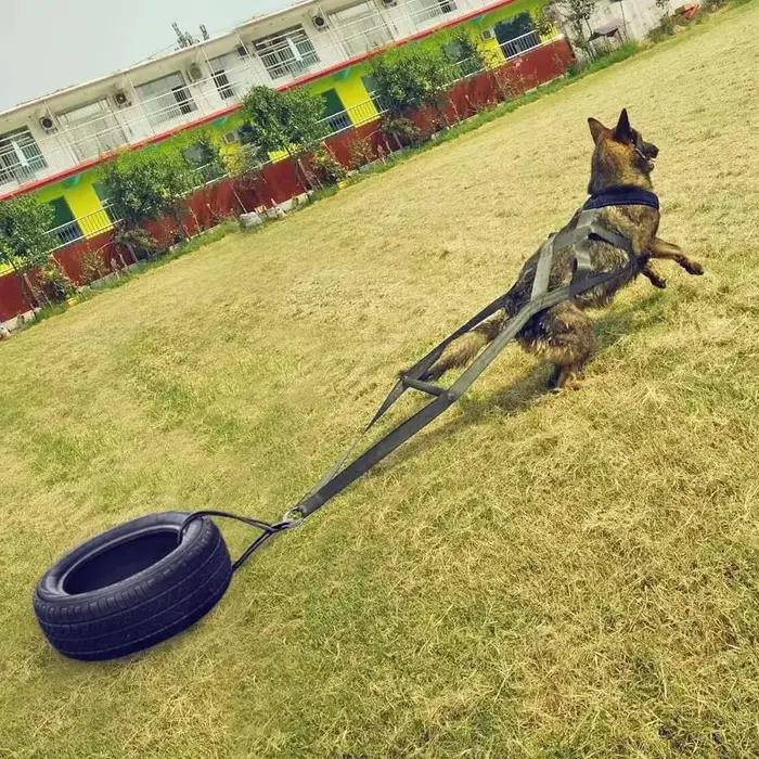 Laisse de traction robuste pour chien de travail