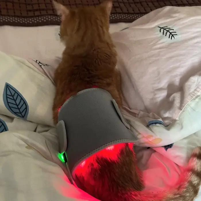 Équipement de physiothérapie de thérapie LED à lumière rouge à usage vétérinaire pour soulager la douleur des chiens de compagnie réduire la douleur