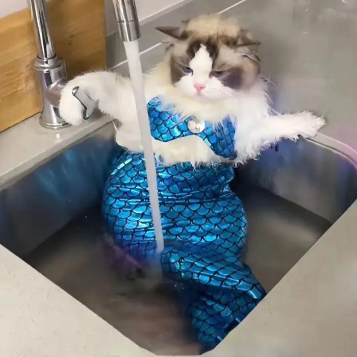 Costumes de sirène pour chat
