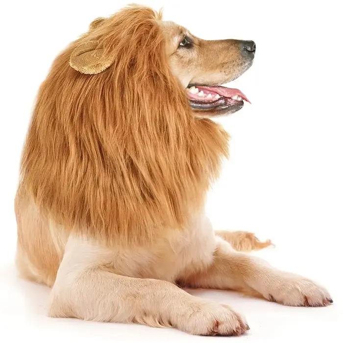 Grands oreilles de chien