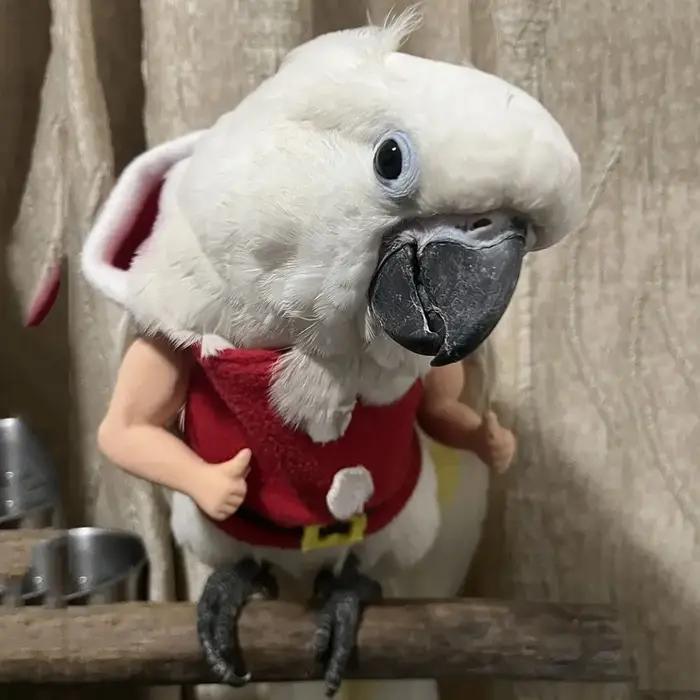 Bras de poulet de combat amusants