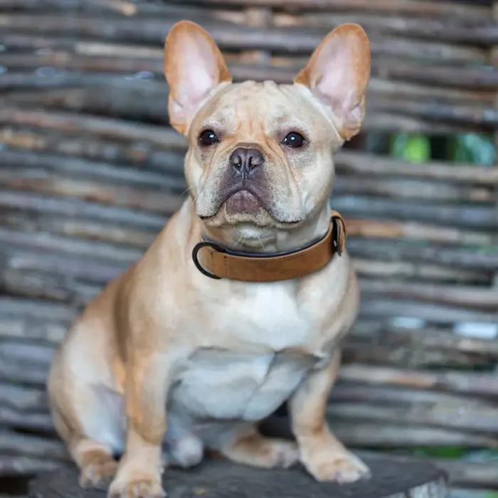 Collier de chien en cuir pour petits
