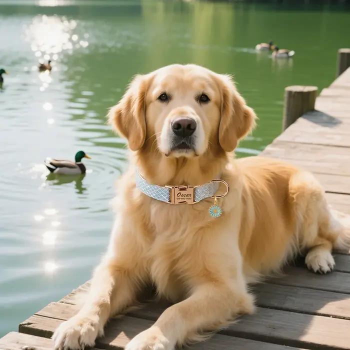 Collier de chien personnalisé en Nylon scintillant