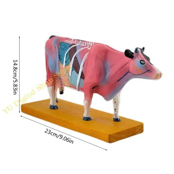 96ba Animal Anatomy Modèle bovins ANATOMIE MODÈLE MODÈLE ORGANS PROP