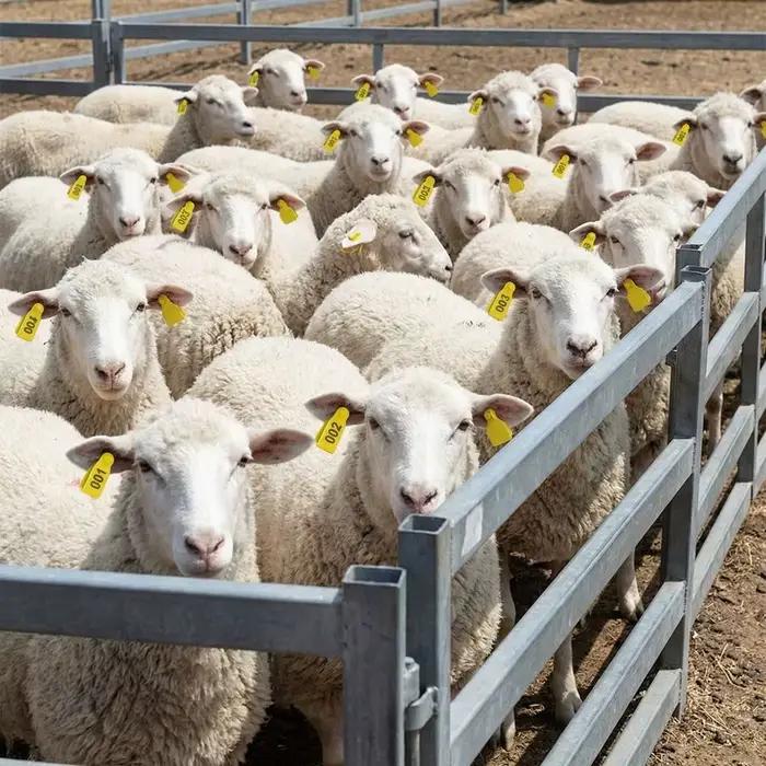 Marque d'oreille intégrée pour porcs