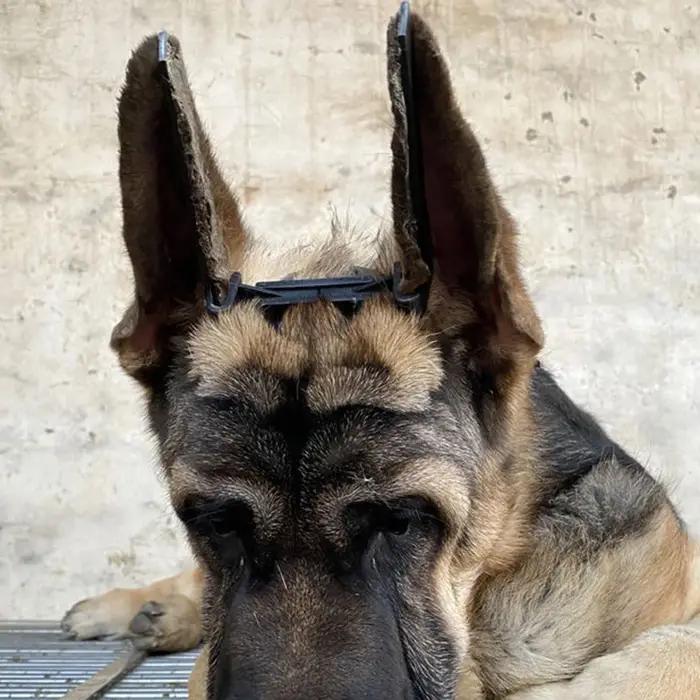 Correcteur de support d'oreille pour chien