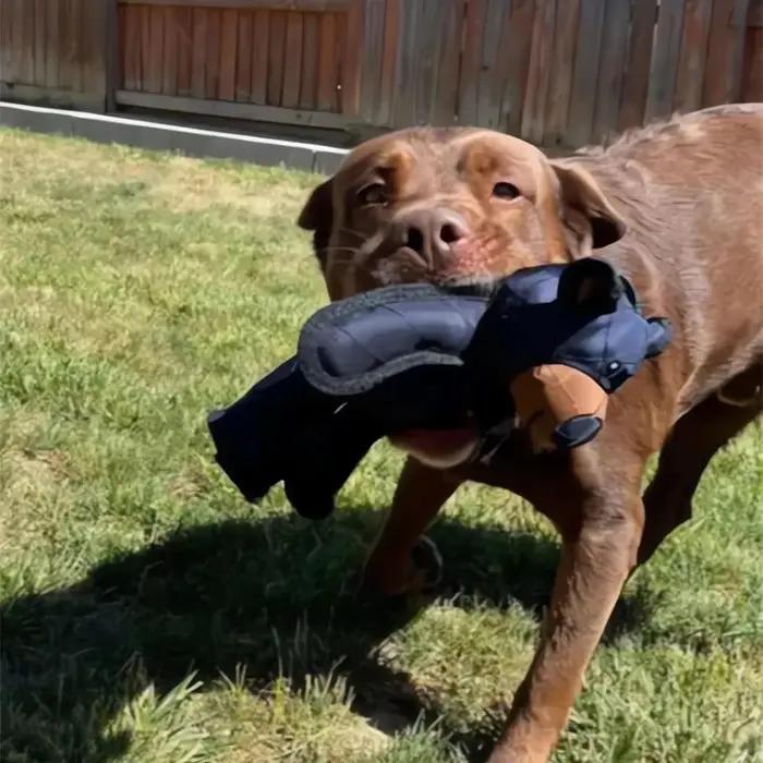Entraînement de dentition pour chien