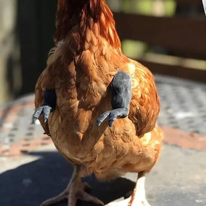 Jouets amusants en forme de bras de poulet de combat
