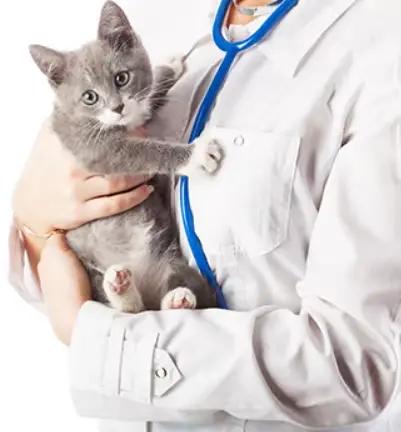 Comprimés de complément alimentaire naturel pour chat renforçant le système immunitaire et favorisant une meilleure absorption des nutriments pour un pelage sain et une énergie constante