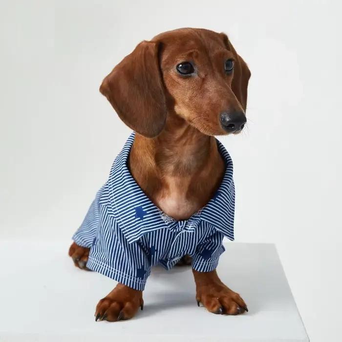 T-Shirt étoile rayé Style Gentleman britannique pour chiens saucisses printemps automne
