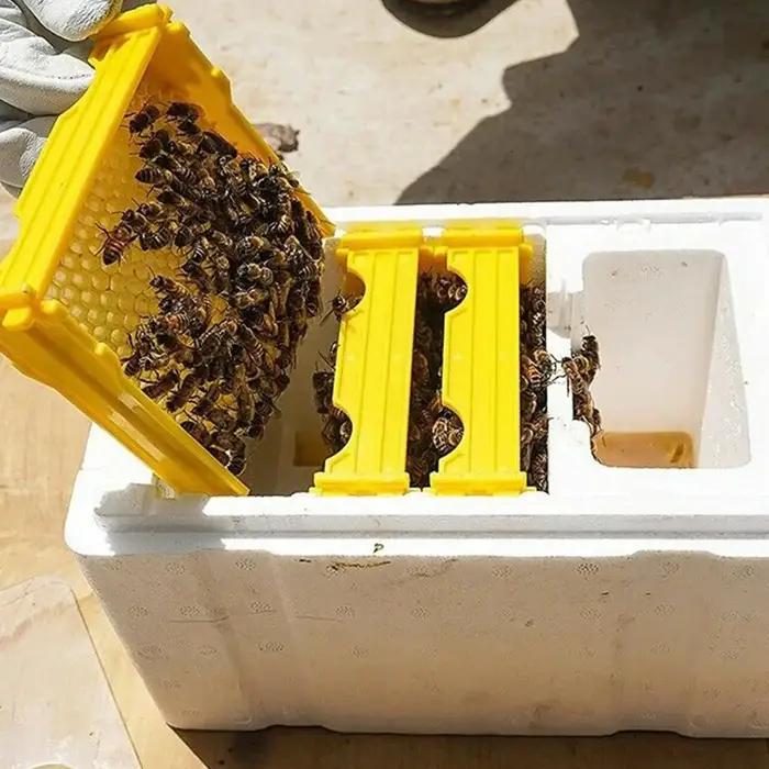 Boîte d'élevage d'abeilles reine, boîte d'accouplement d'élevage d'abeilles, boîte de polinination de ruche en mousse, outils pour l'apiculture, étui d'élevage, équipement pour l'apiculture