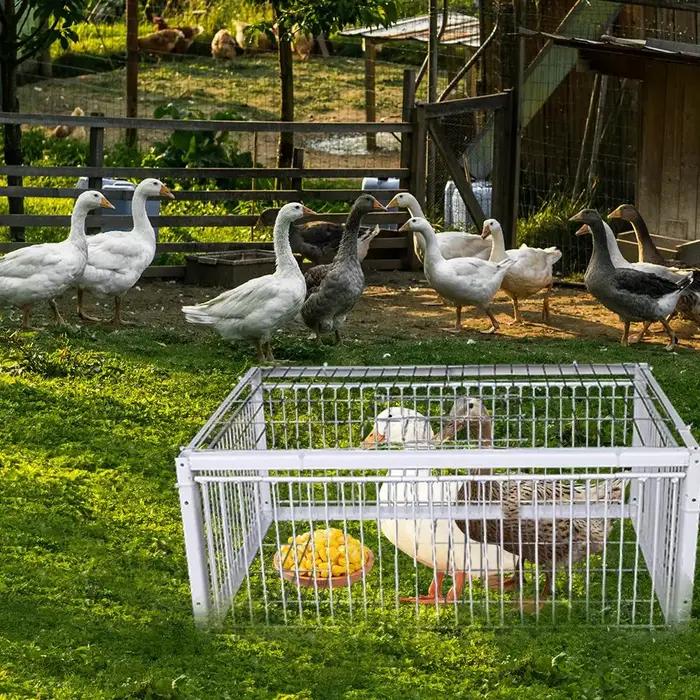 Piège automatique Cage à oiseaux