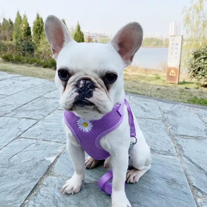 Harnais et laisse pour petits et moyens chiens, ensemble harnais pour chaton, broderie marguerite, collier pour chiot, chaton mignon, Chihuahua, Yorkie
