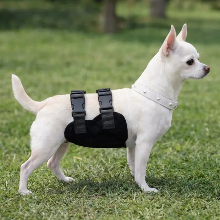 Culottes Physiologiques pour Chiens Mâles Respirantes Universelles pour Teddy et Golden Retriever Occasions Spéciales Libération et Hygiène