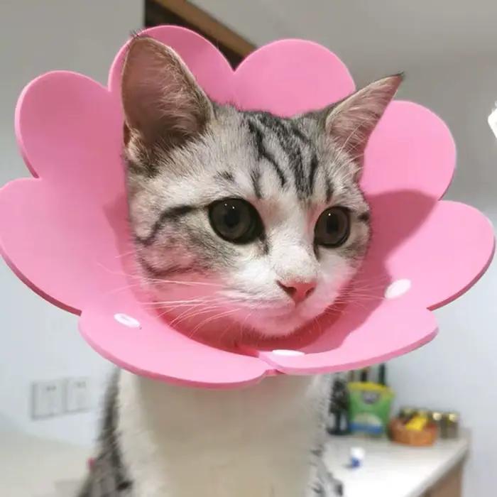 Collier de protection anti-léchage pour chats et chiens en EVA avec dentelle multicolore pour soins et sécurité des animaux de compagnie