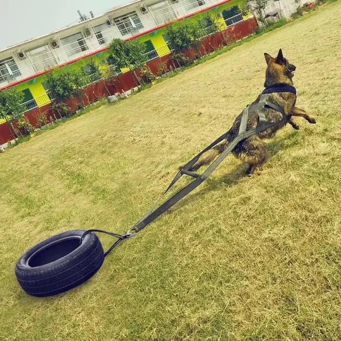 Laisse d'entraînement pour chien de travail ceinture de sécurité pour traîneau pour chiens grandes races pour entraînement comportemental activités extérieures sécurité et confort chiens adultes