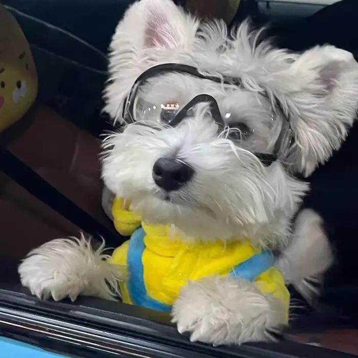 Lunettes pour chiens de compagnie - HD Anti-buée Coupe-vent Anti-poussière Transparent Protection des yeux à la mode