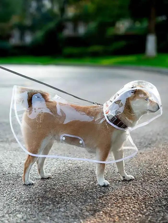 Chiens saute, imperméable transparent avec chapeau