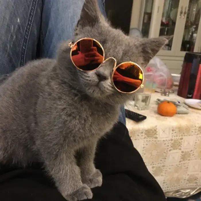 Lunettes rondes Vintage pour animaux de compagnie