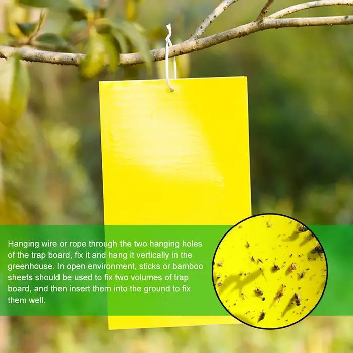 Pièges collants double face pour insectes volants
