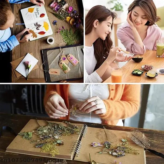 Racines de pissenlit et feuilles de pissenlit séchées pour décoration de maison et événements spéciaux occasionnels occasions spéciales occasions spéciales occasions spéciales