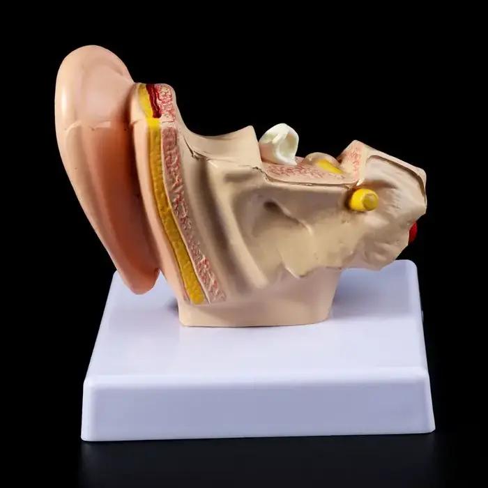 Accessoires médicaux, modèle d'anatomie de l'oreille humaine