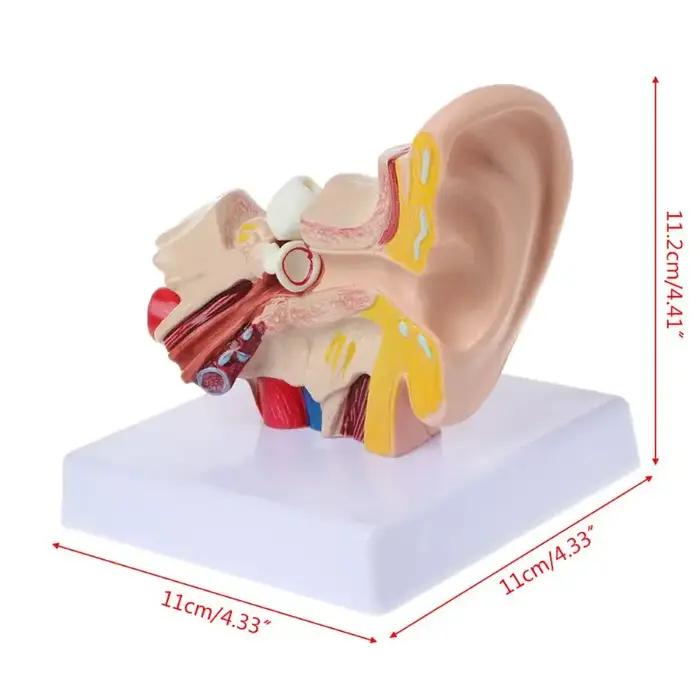 Accessoires médicaux, modèle d'anatomie de l'oreille humaine