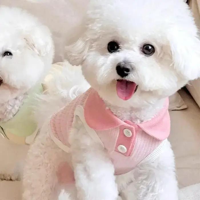 Vêtements pour chien printemps-été