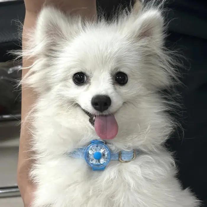 Collier de chien à lumière LED
