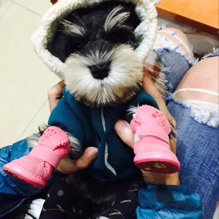 Chaussures d'hiver chaudes pour petits chiens, best-sellers, antidérapantes, bottes de neige pour chiens et chats, chaussures pour Chihuahua, Shih Tzu, Mascotas Zapatos Perro