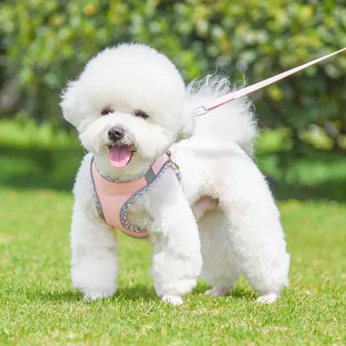 Harnais et laisse pour chien pour la promenade en extérieur
