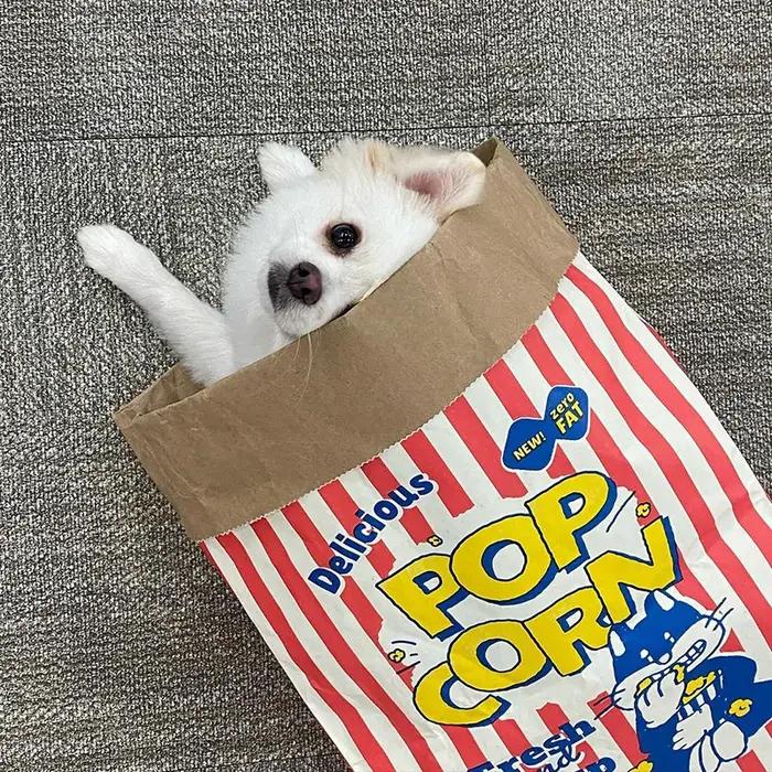 Puzzle décompression sonore en papier de litière de chat pour chiens jouets interactifs pour réduire le stress et stimuler la curiosité