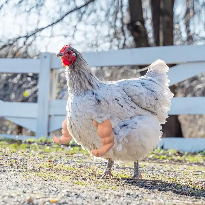 Bras de poulet de combat amusants