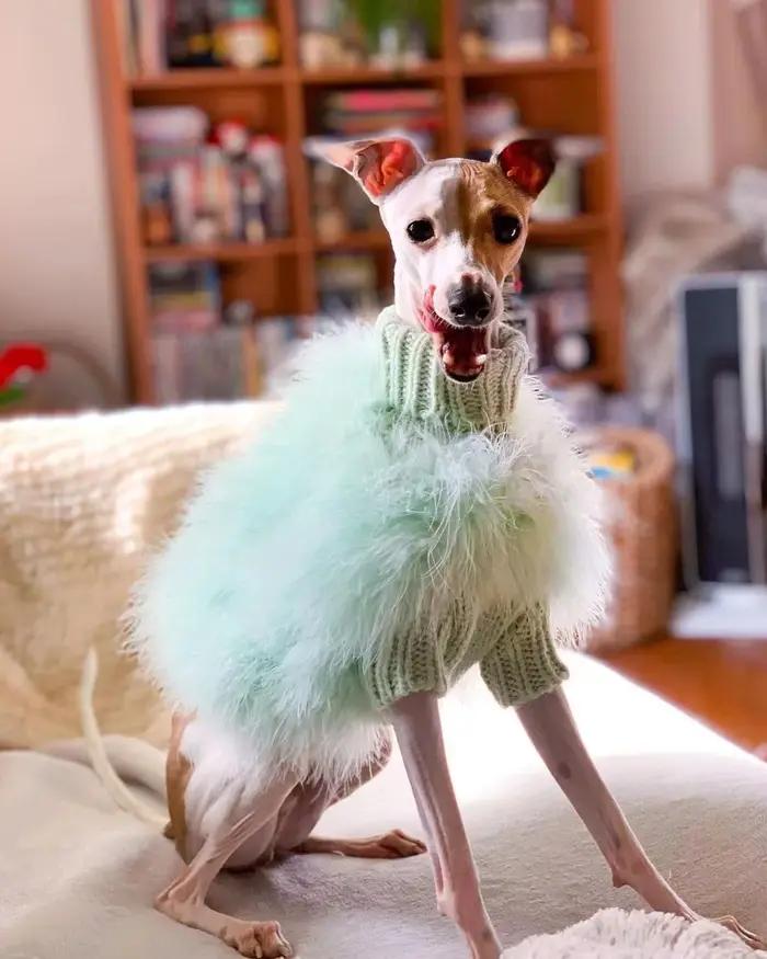 INS nouvelles dames européennes et américaines dinde cheveux automne et hiver chaud chien pull animal de compagnie