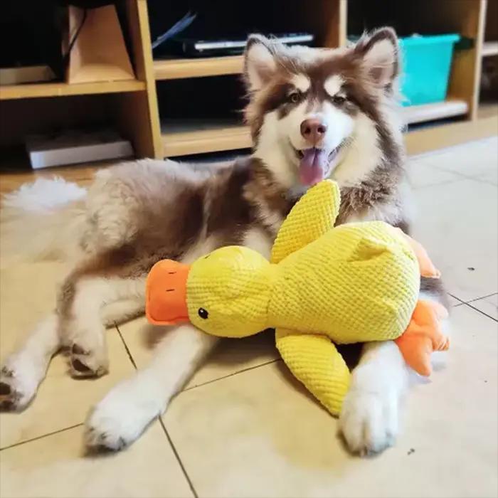 Jouet en peluche pour chien