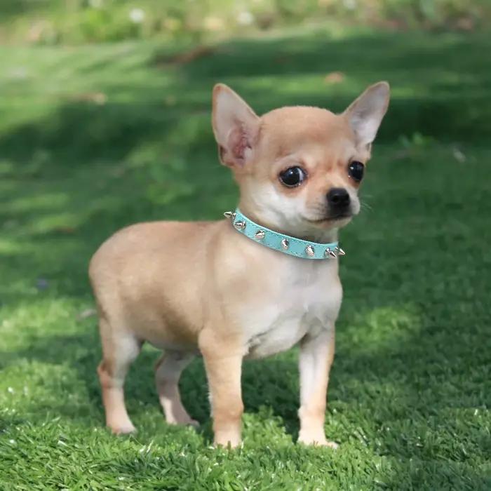 Collier de chien à pointes pour chiens de petite race