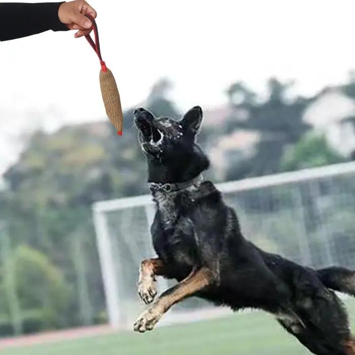 Jouet de dressage pour chien