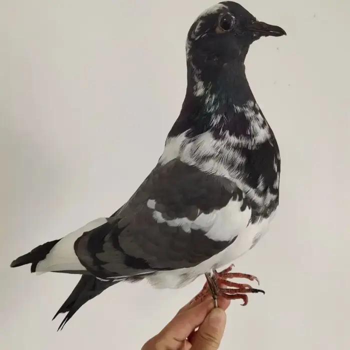 Support de taxidermie de Pigeon hyper-réaliste-échantillon réaliste pour la décoration intérieure