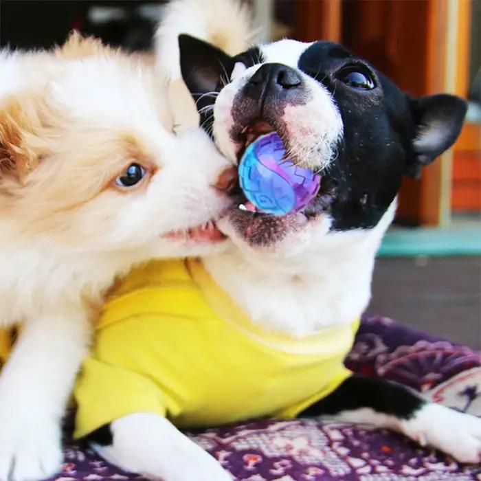 Balle à mâcher grinçante pour chien de compagnie