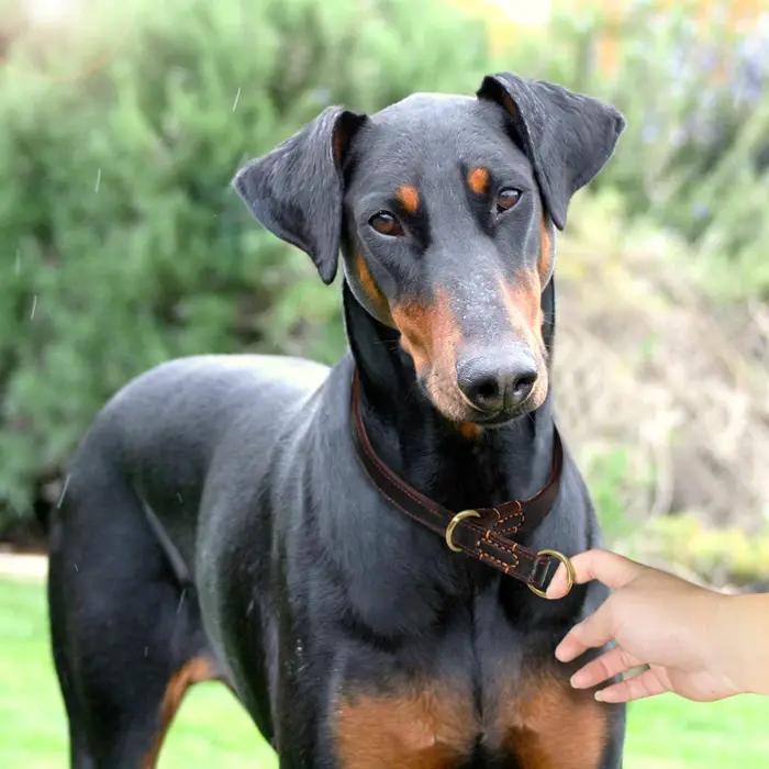 Colliers de chien en cuir véritable antidérapants durables