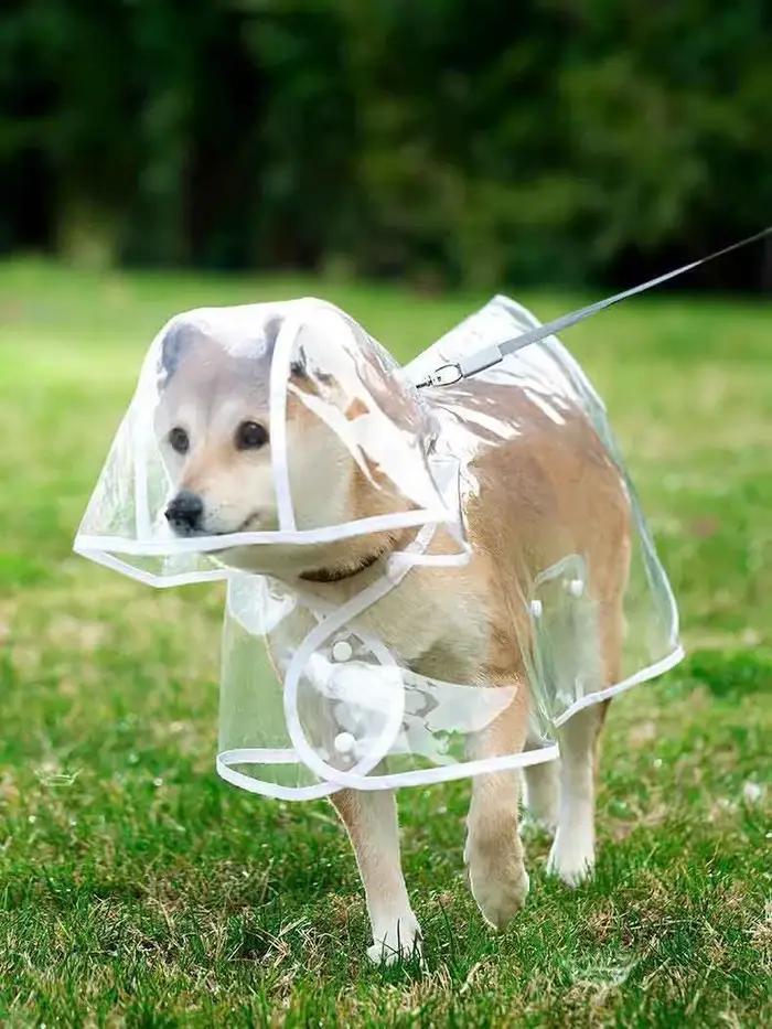 Chiens saute, imperméable transparent avec chapeau