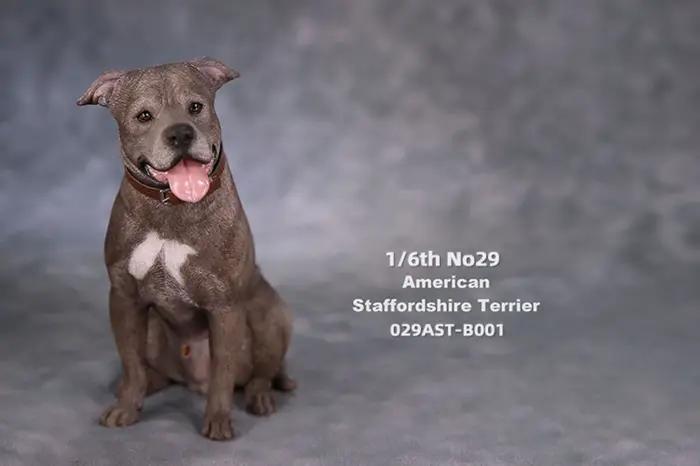 JXK Studio 1:6 Figurine de chien American Staffordshire Terrier