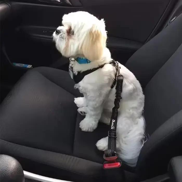 Ceinture de sécurité pour chien avec amortisseur et ligne réfléchissante