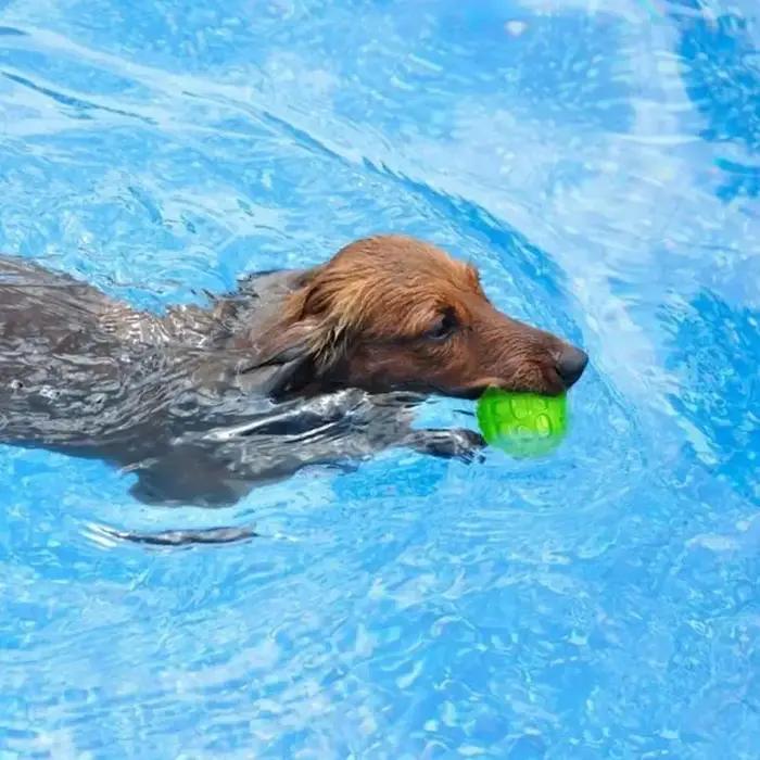Jeux interactifs pour chiens