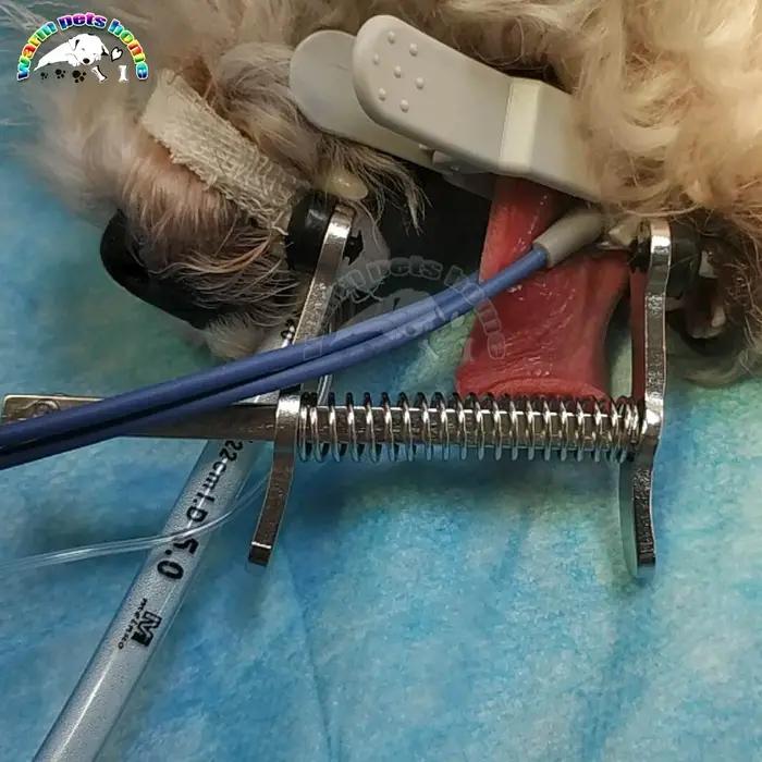 Bouche canine Gag chirurgie chiens chats ouvre-bouche écarteurs
