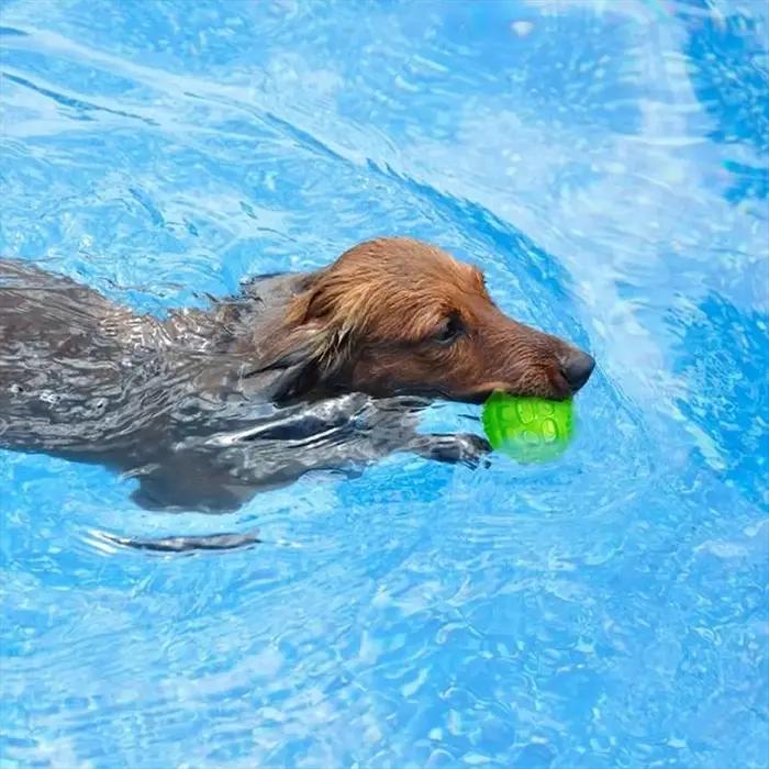 Jouets pour chiens : balles à mâcher