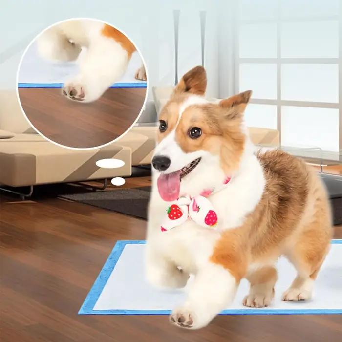 Entraînement de pipi pour animaux de compagnie