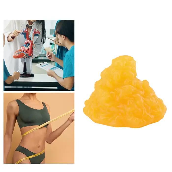 Modèle de graisse corporelle humaine pour enseignement et entraînement physique chez les professionnels de la santé et les éducateurs